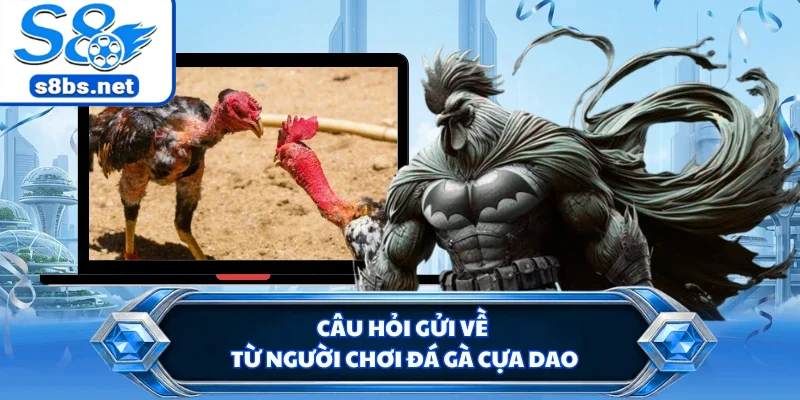 Câu hỏi gửi về từ người chơi đá gà cựa dao