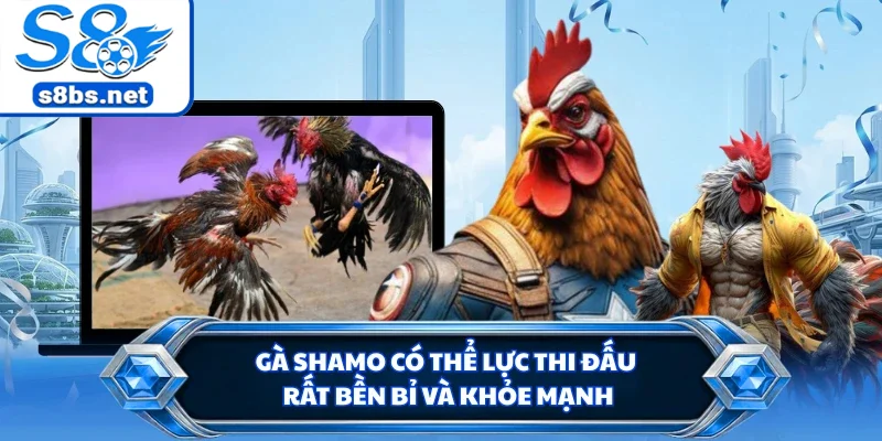 Gà Shamo có thể lực thi đấu rất bền bỉ và khỏe mạnh
